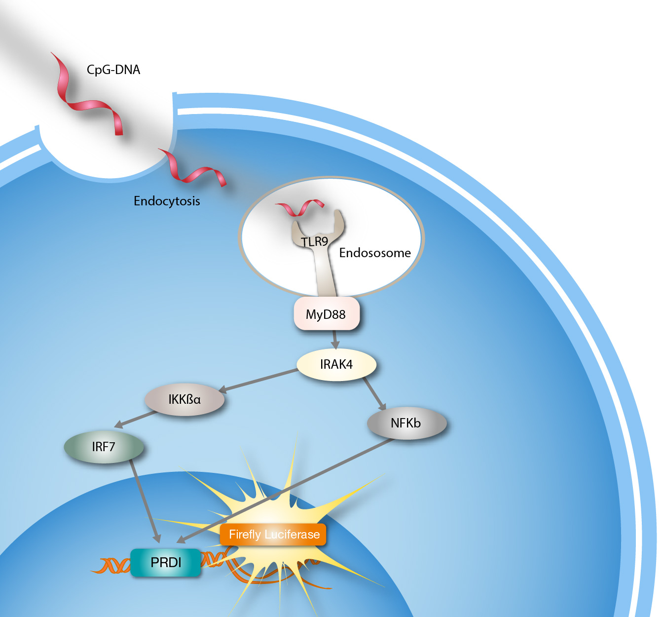 Introducing two new TLR reporter gene cell lines